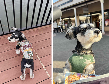 古舘家のワンちゃん